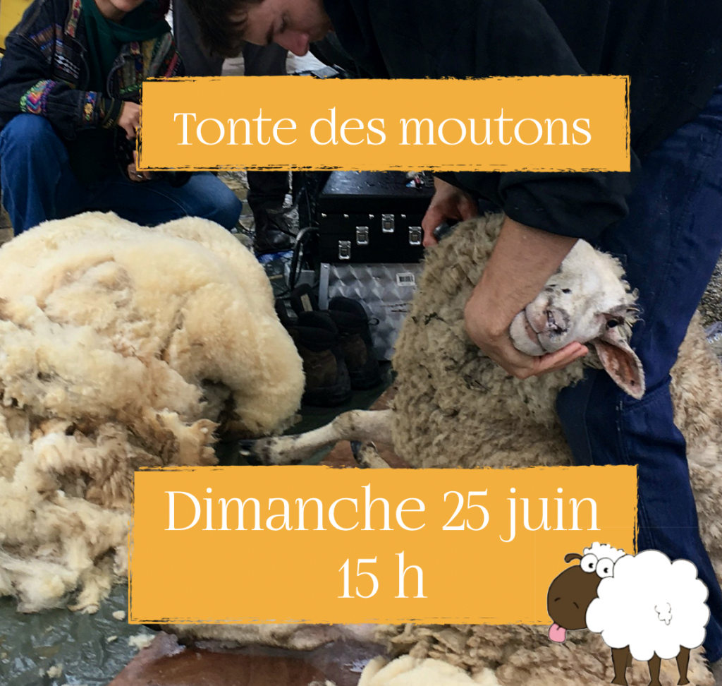 Tonte des moutons Festival du Mouton Ivre 2023 gensac Gironde